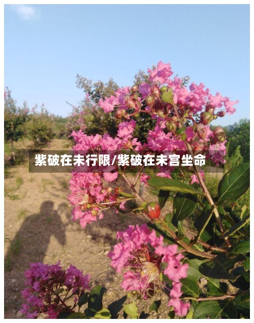 紫破在未行限/紫破在未宫坐命