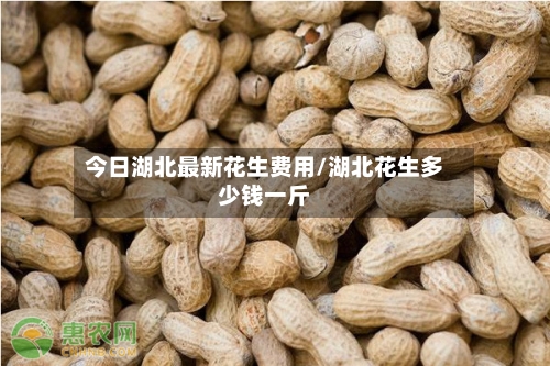 今日湖北最新花生费用/湖北花生多少钱一斤