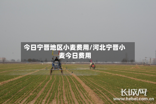 今日宁晋地区小麦费用/河北宁晋小麦今日费用