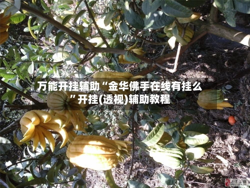 万能开挂辅助“金华佛手在线有挂么”开挂(透视)辅助教程
