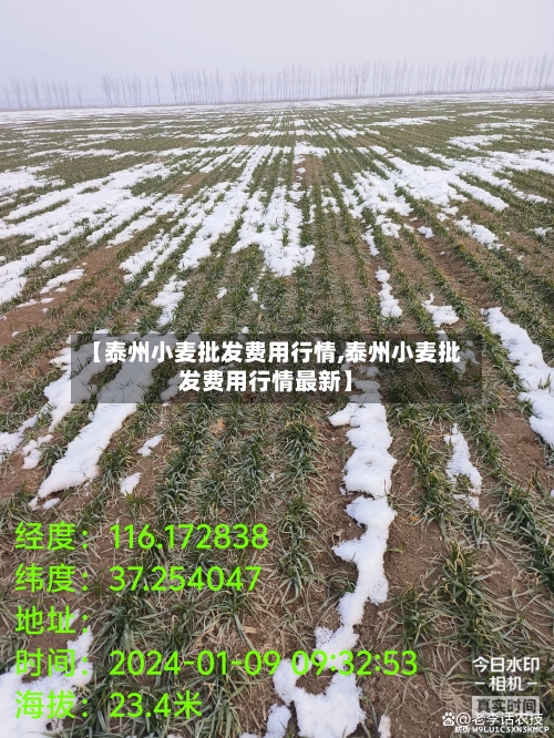 【泰州小麦批发费用行情,泰州小麦批发费用行情最新】