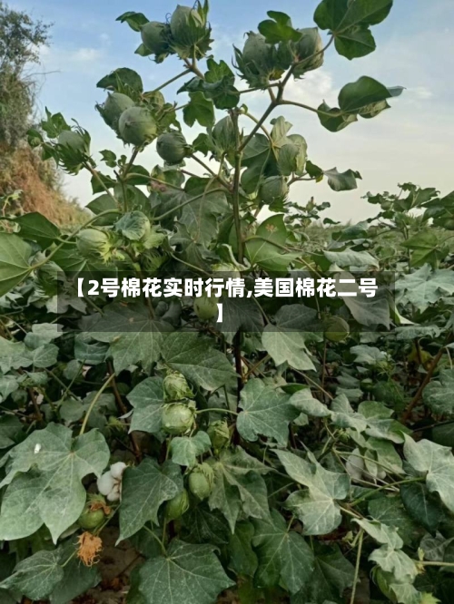 【2号棉花实时行情,美国棉花二号】-第3张图片