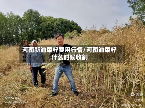 河南新油菜籽费用行情/河南油菜籽什么时候收割-第2张图片