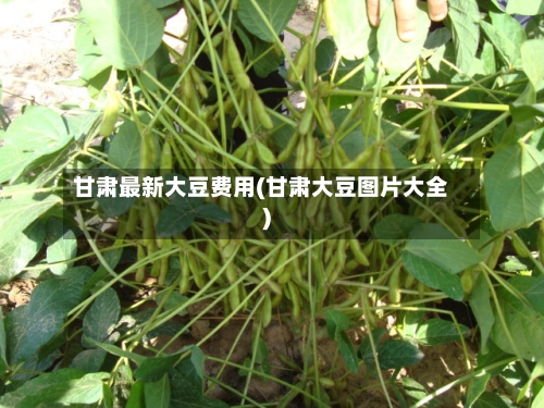 甘肃最新大豆费用(甘肃大豆图片大全)