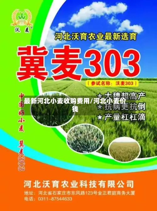 最新河北小麦收购费用/河北小麦价钱-第3张图片