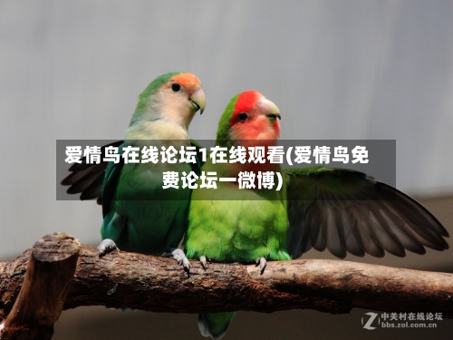 爱情鸟在线论坛1在线观看(爱情鸟免费论坛一微博)-第3张图片