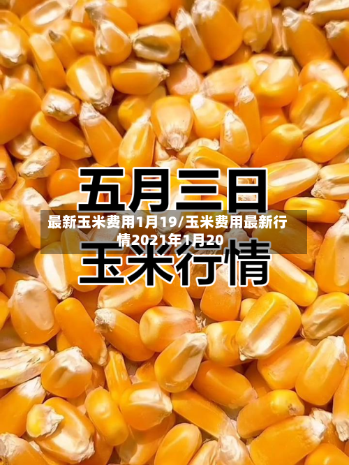 最新玉米费用1月19/玉米费用最新行情2021年1月20