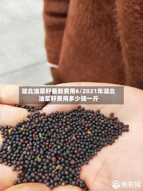 湖北油菜籽最新费用6/2021年湖北油菜籽费用多少钱一斤