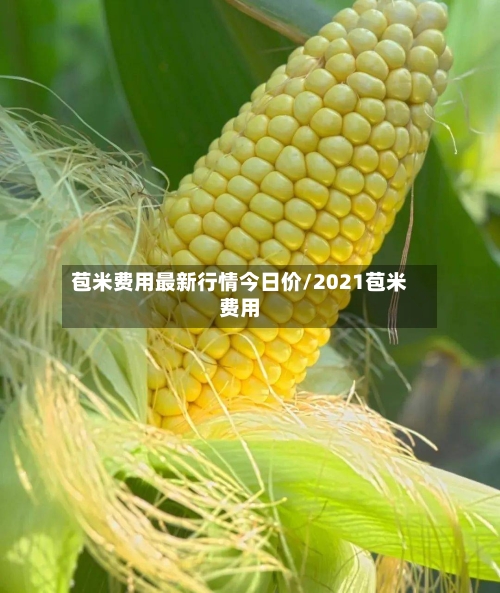 苞米费用最新行情今日价/2021苞米费用-第3张图片