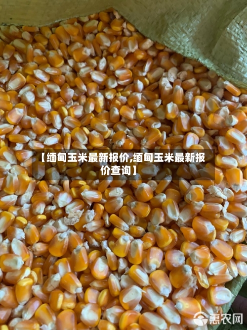 【缅甸玉米最新报价,缅甸玉米最新报价查询】