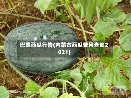 巴盟西瓜行情(内蒙古西瓜费用查询2021)-第3张图片
