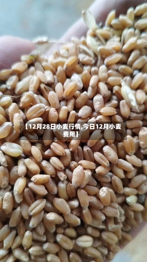 【12月28日小麦行情,今日12月小麦费用】