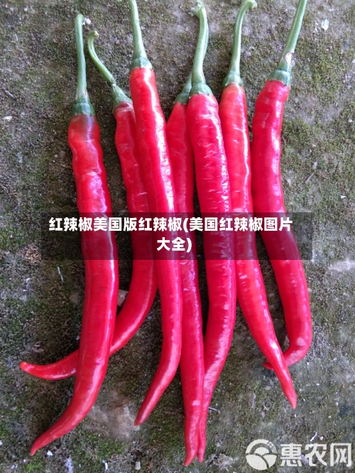 红辣椒美国版红辣椒(美国红辣椒图片大全)