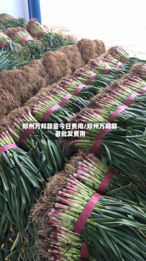 郑州万邦蒜苗今日费用/郑州万邦蒜苗批发费用