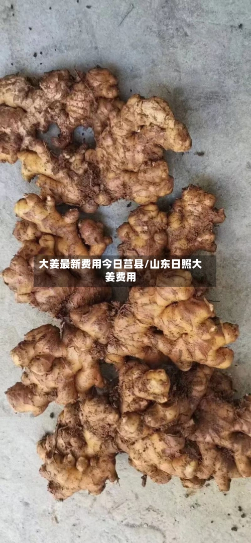 大姜最新费用今日莒县/山东日照大姜费用
