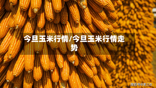 今旦玉米行情/今旦玉米行情走势-第3张图片