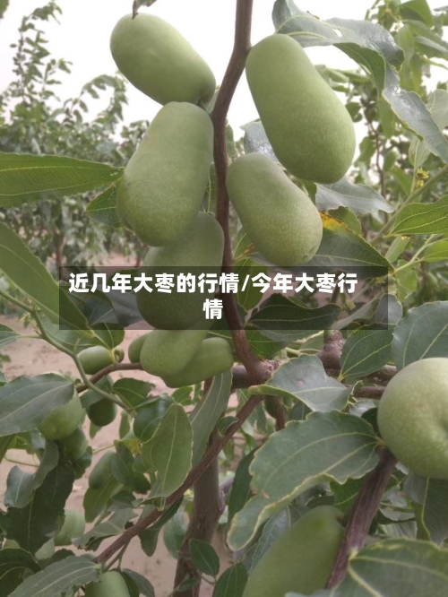 近几年大枣的行情/今年大枣行情