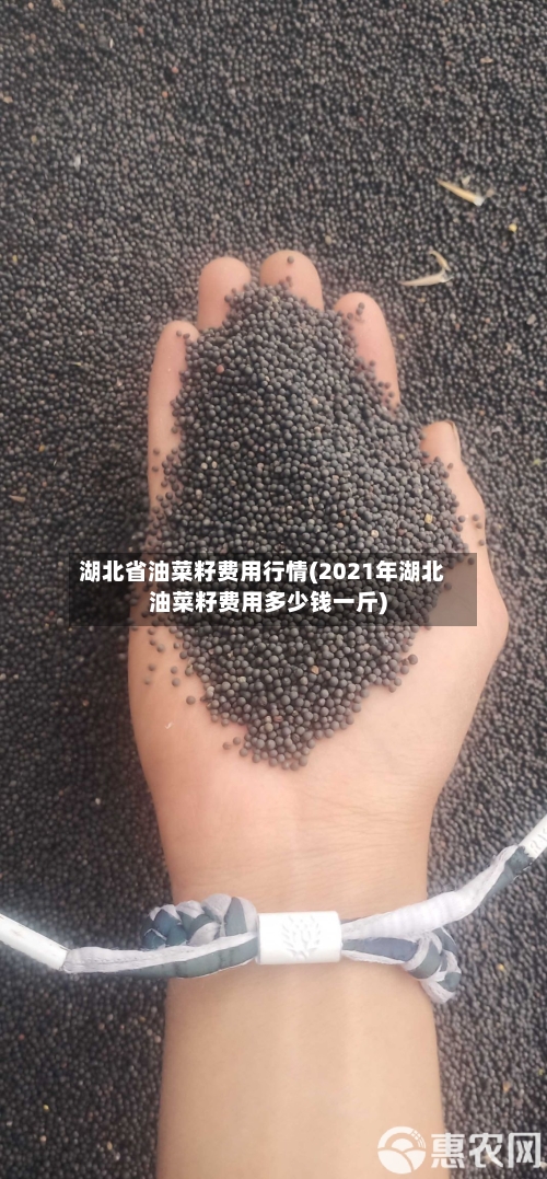 湖北省油菜籽费用行情(2021年湖北油菜籽费用多少钱一斤)