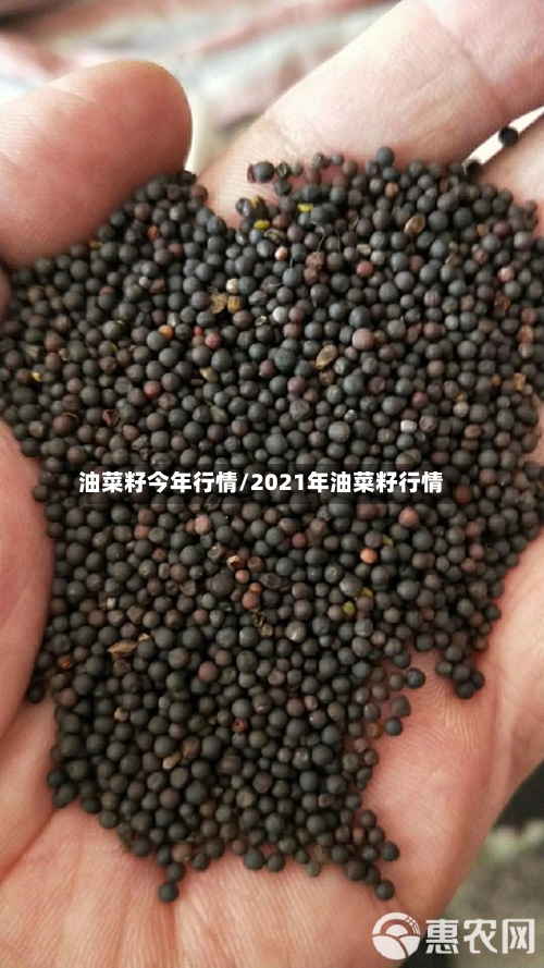 油菜籽今年行情/2021年油菜籽行情