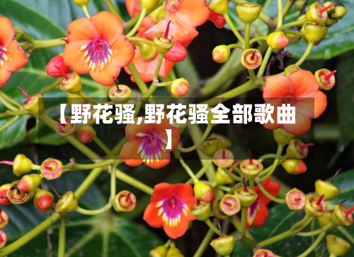 【野花骚,野花骚全部歌曲】