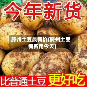 滕州土豆最新价(滕州土豆新费用今天)-第3张图片