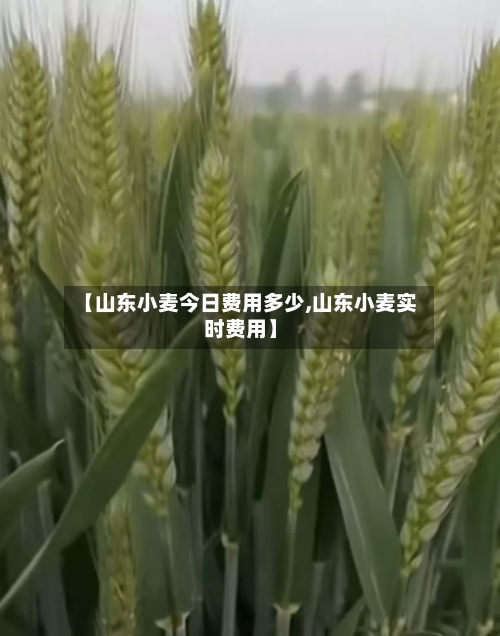 【山东小麦今日费用多少,山东小麦实时费用】-第1张图片