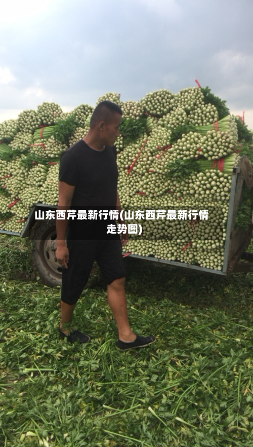 山东西芹最新行情(山东西芹最新行情走势图)-第3张图片