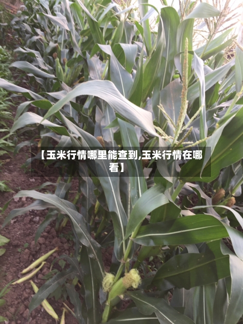 【玉米行情哪里能查到,玉米行情在哪看】-第2张图片