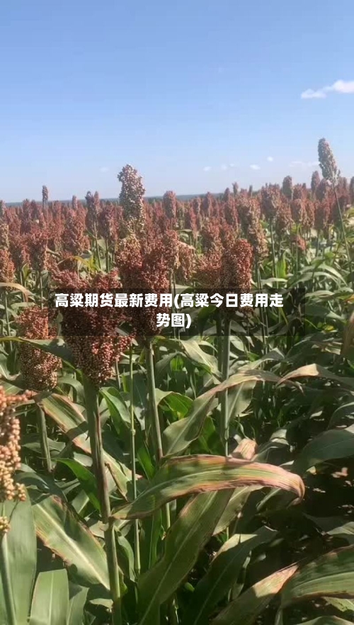 高粱期货最新费用(高粱今日费用走势图)