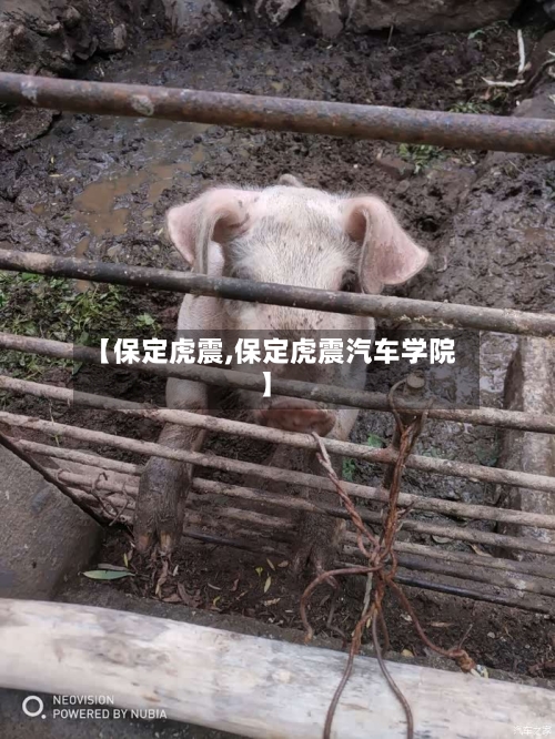 【保定虎震,保定虎震汽车学院】-第3张图片