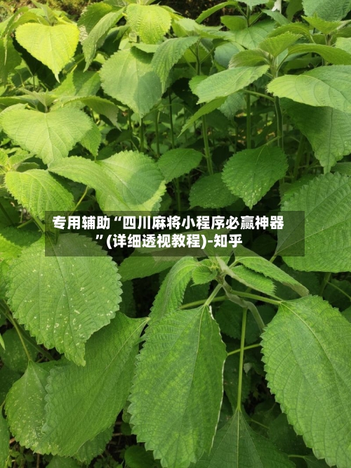 专用辅助“四川麻将小程序必赢神器”(详细透视教程)-知乎-第2张图片