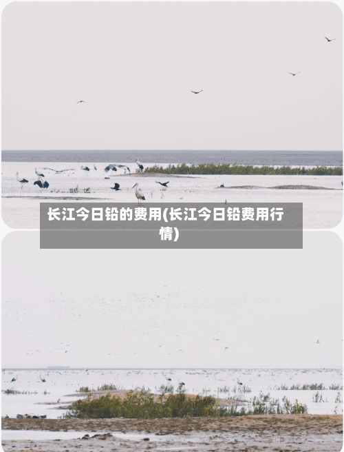 长江今日铅的费用(长江今日铅费用行情)-第2张图片