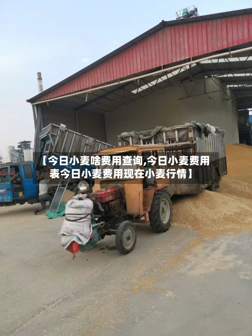 【今日小麦啥费用查询,今日小麦费用表今日小麦费用现在小麦行情】