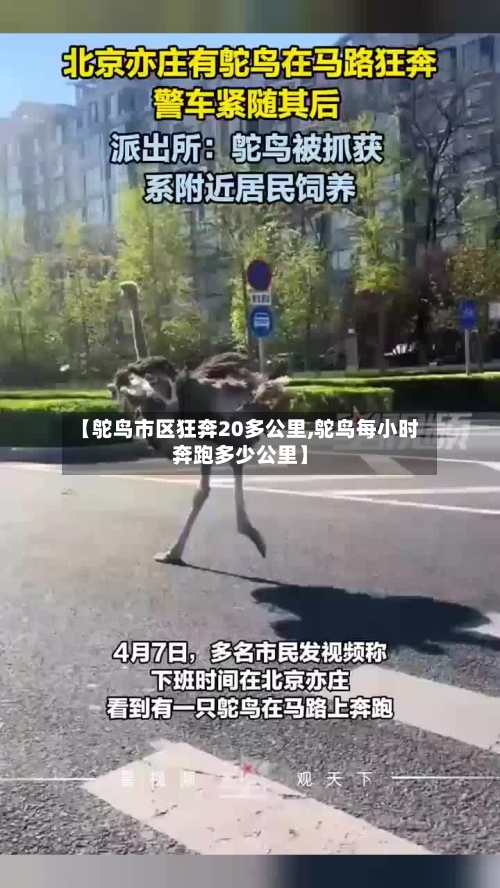 【鸵鸟市区狂奔20多公里,鸵鸟每小时奔跑多少公里】-第2张图片