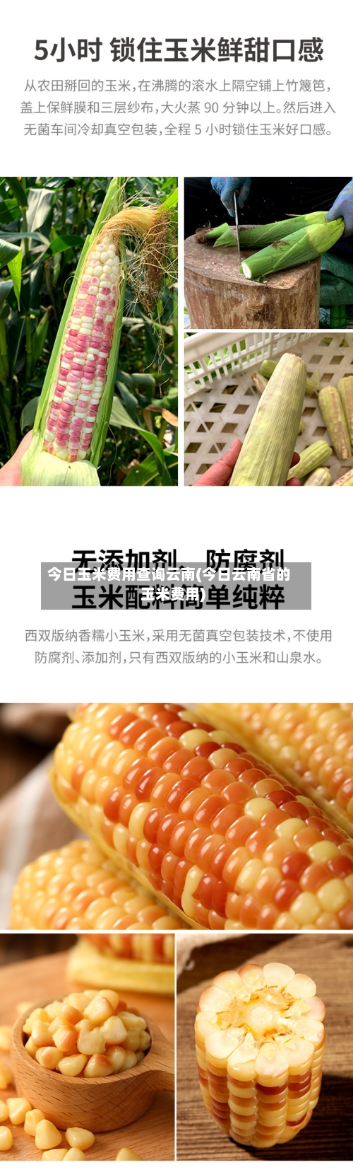 今日玉米费用查询云南(今日云南省的玉米费用)-第3张图片