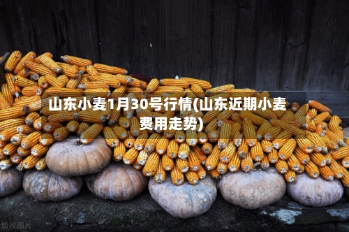 山东小麦1月30号行情(山东近期小麦费用走势)