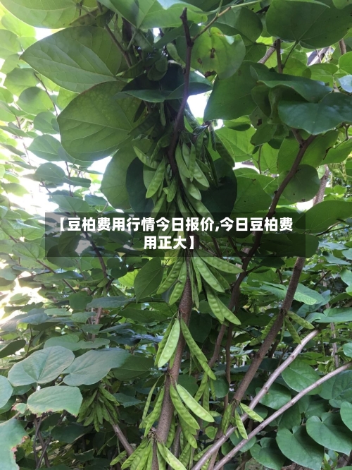 【豆柏费用行情今日报价,今日豆柏费用正大】-第2张图片