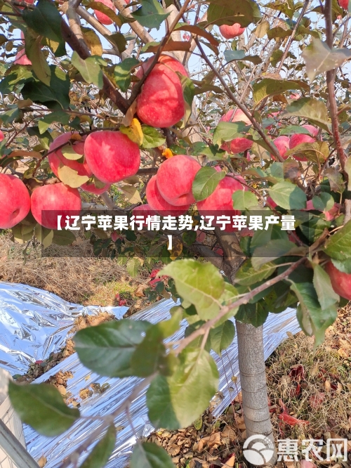 【辽宁苹果行情走势,辽宁苹果产量】