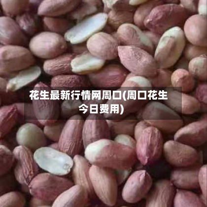 花生最新行情网周口(周口花生今日费用)-第2张图片