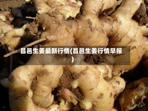昌邑生姜最新行情(昌邑生姜行情早报)