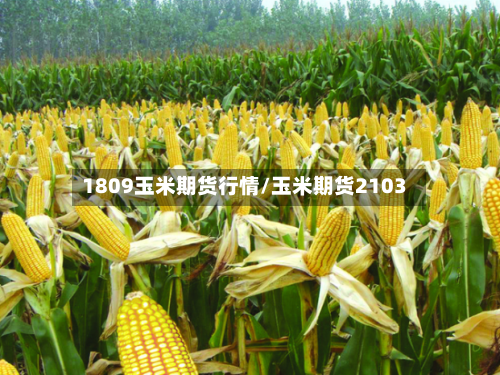 1809玉米期货行情/玉米期货2103