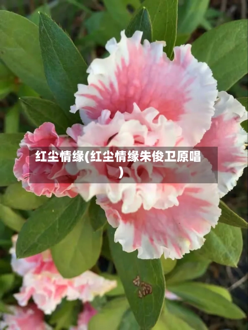 红尘情缘(红尘情缘朱俊卫原唱)-第2张图片