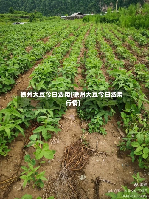 徐州大豆今日费用(徐州大豆今日费用行情)